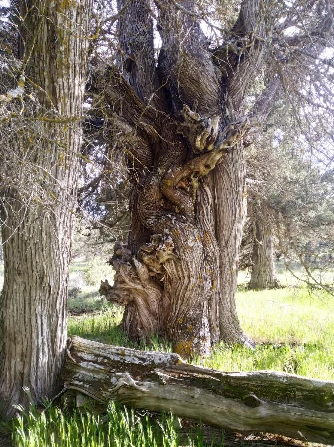 El último rincón, dúplex con piscina climatizada en plena naturaleza La Pinilla  Exterior foto