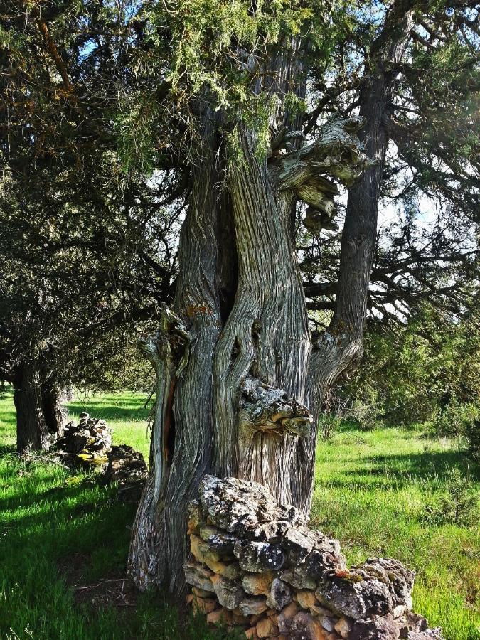 El último rincón, dúplex con piscina climatizada en plena naturaleza La Pinilla  Exterior foto